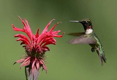 Fototapeta Kolibrík a kvet 5841